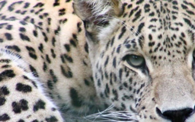 Google Pushes Privacy, But Can a Leopard Really Change Its Spots?